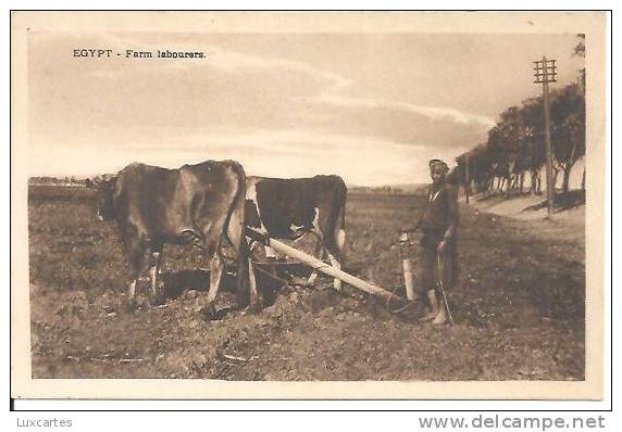 EGYPT. FARM LABOURERS. - Personen