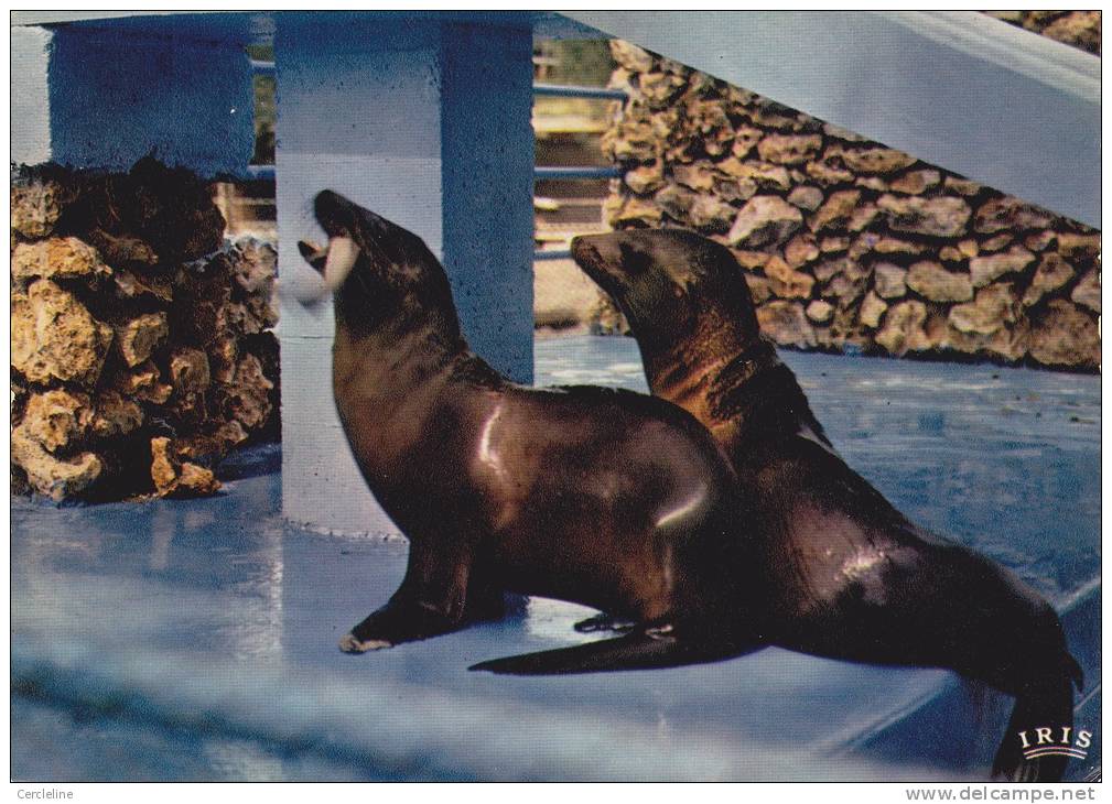 CPSM OTARIES ZOO DE LA PALMYRE LE CLAPET PRES ROYAN 17 - Altri & Non Classificati