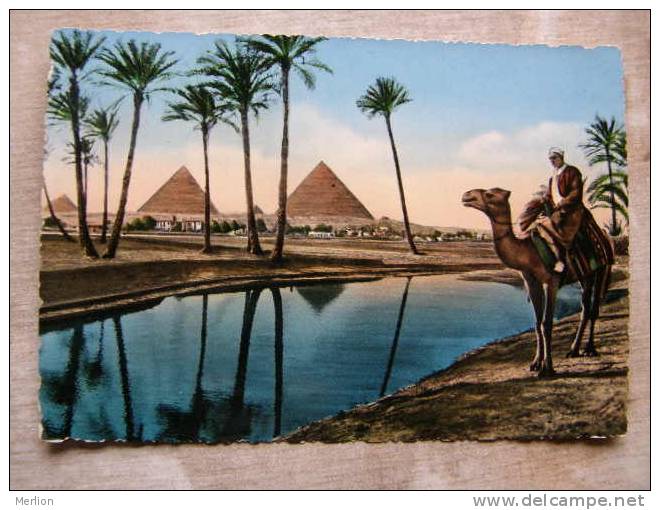 Egypt - Gizeh -  Camel Pyramids   D94952 - Guiza