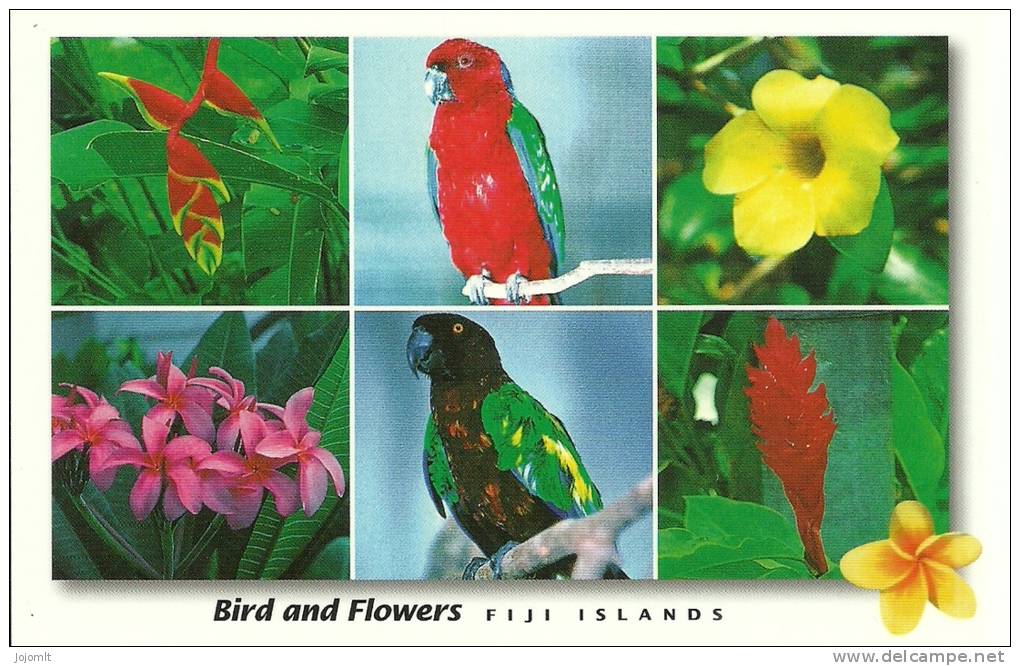 Fiji Islands - Fidji - CPM Neuve - Unused Postcard - Flowers And Birds - Oiseaux Et Fleurs - Figi