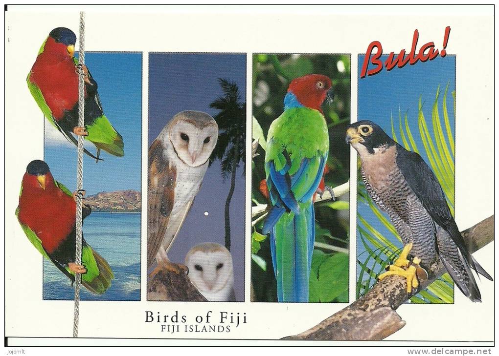 Fiji Islands - Fidji - CPM Neuve - Unused Postcard - Birds - Oiseaux - Fidji