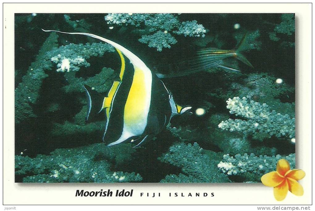 Fiji Islands - Fidji - CPM Neuve - Unused Postcard - Poisson Du Lagon - Tropical Reef Fish - Fidschi