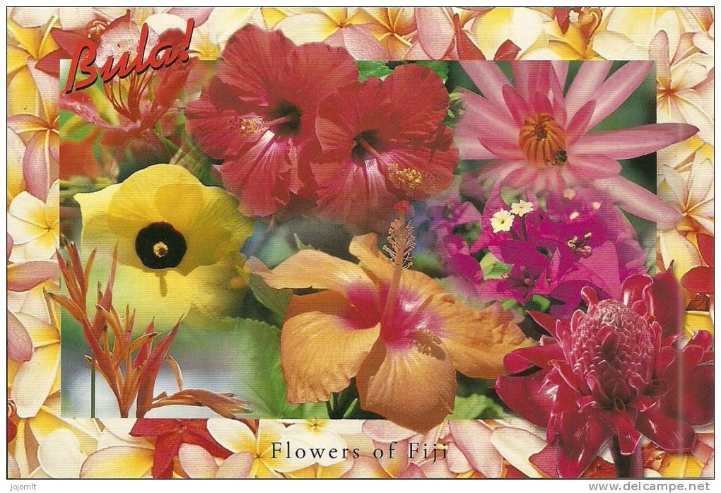Fiji Islands - Fidji - CPM Neuve - Unused Postcard - FLEUR - FLOWER - FLORE - Fidji