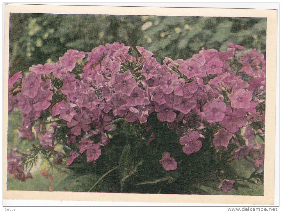 URSS , 1969 , Flowers ; Annual Phlox ; Pre-paid Postcard. - Flowers