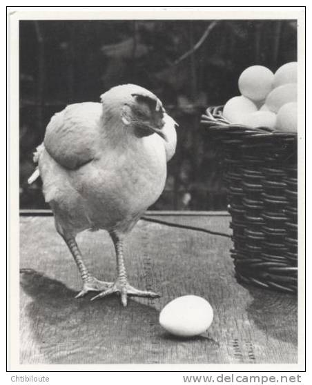 PHOTOGRAPHE   ILL 139   /  DOISNEAU   " LIFE  MAGAZINE  " POULET    ED NOUVELLES IMAGES PH 705  CPSM 10 X 15 - Doisneau