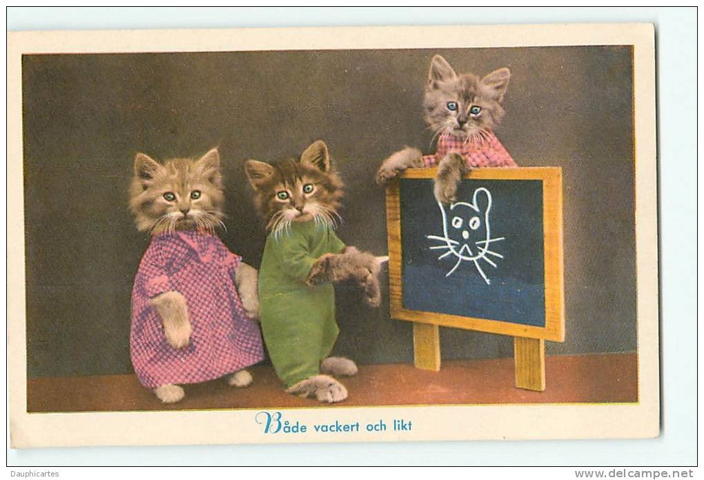 CHATS - A L' Ecole : Les élèves Et Le Tableau - Montage Photo - TBE -  2 Scans - Cats