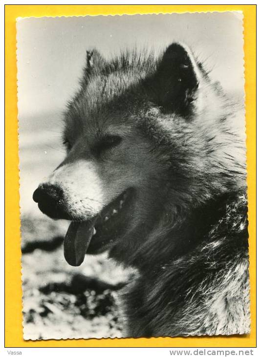Eskimos Dog. Missionnaires OBLATS No.102. CANADA - Other & Unclassified