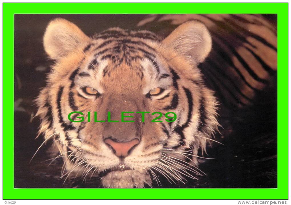 TIGRES - TIGER - - Tigres