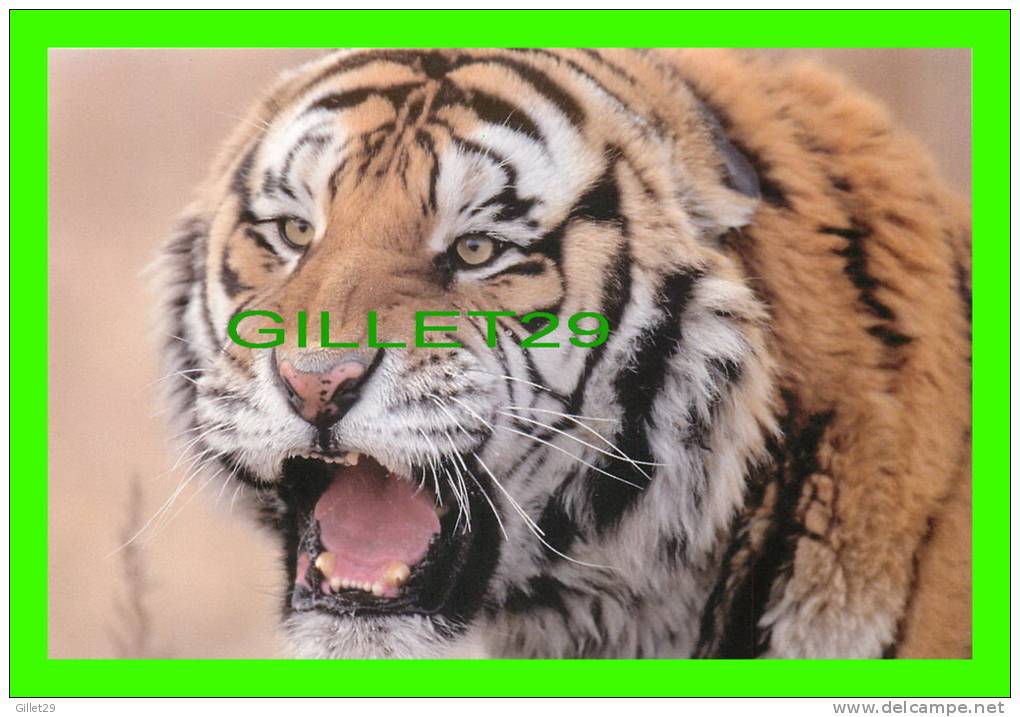 TIGRES - TIGER - - Tigers