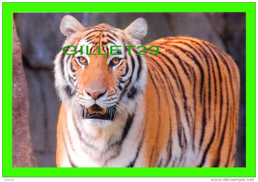 TIGRES - TIGER - - Tigres