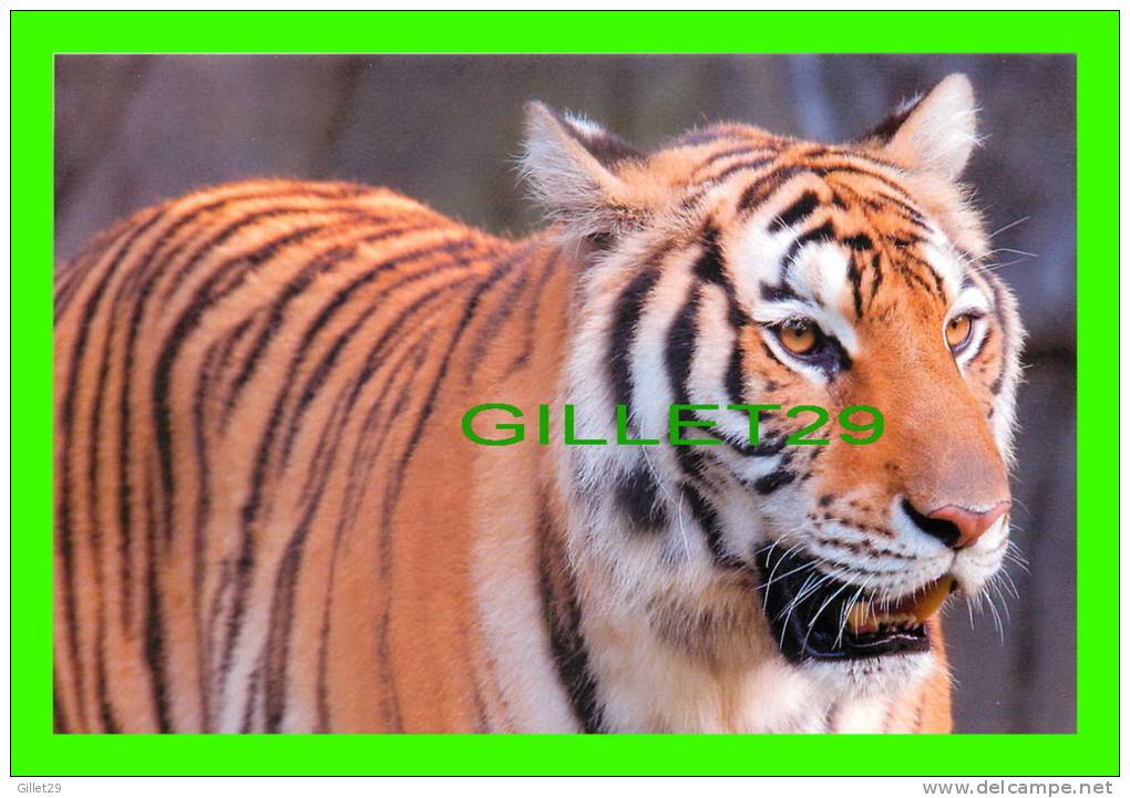 TIGRES - TIGER - - Tigers