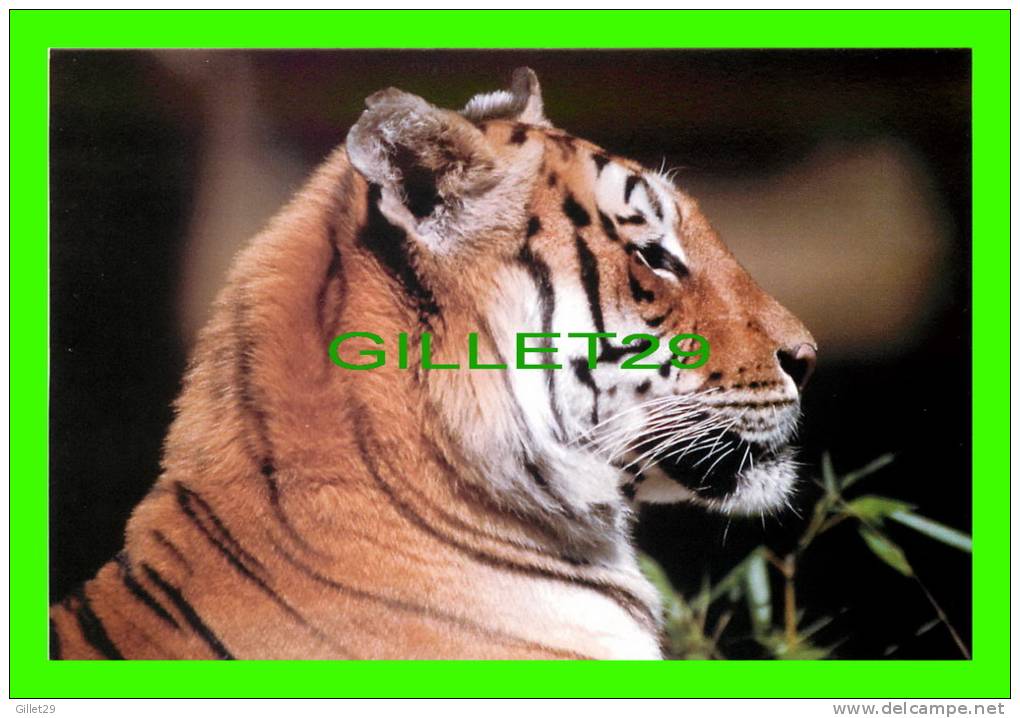 TIGRES - TIGER - - Tigres