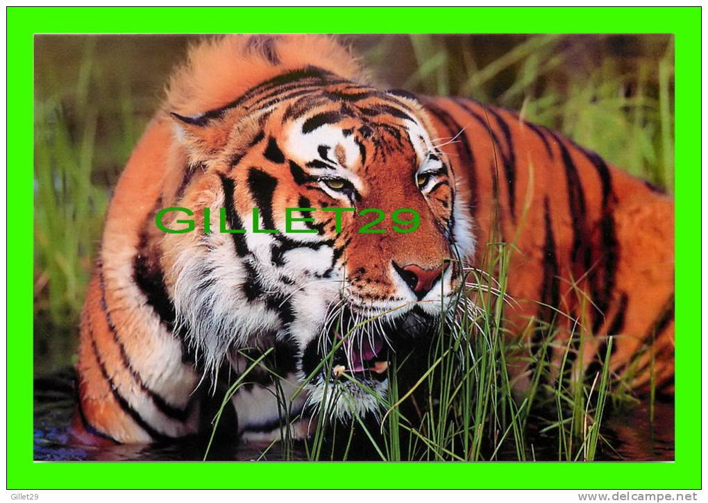 TIGRES - TIGER IN THE WATER - - Tigers
