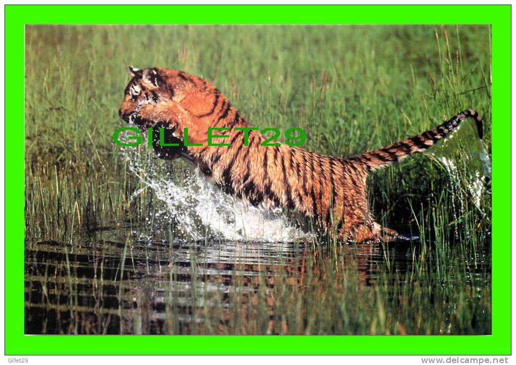 TIGRES - TIGER IN THE WATER - - Tiger