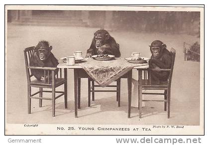 ANIMAL POSTCARD - YOUNG CHIMPS AT TEA - Monkeys