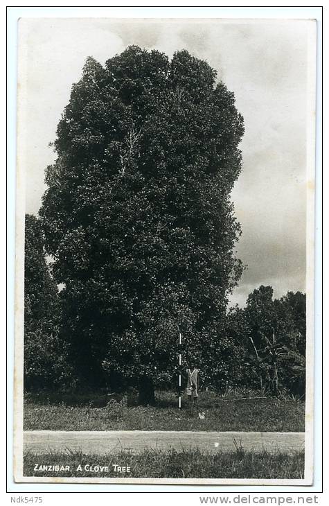 TANZANIA : ZANZIBAR - A CLOVE TREE - Tanzania