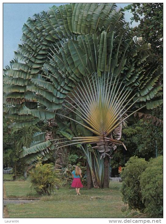 (678) France - St Bartheelemy Island - Arbre Du Voyageur - Autres & Non Classés