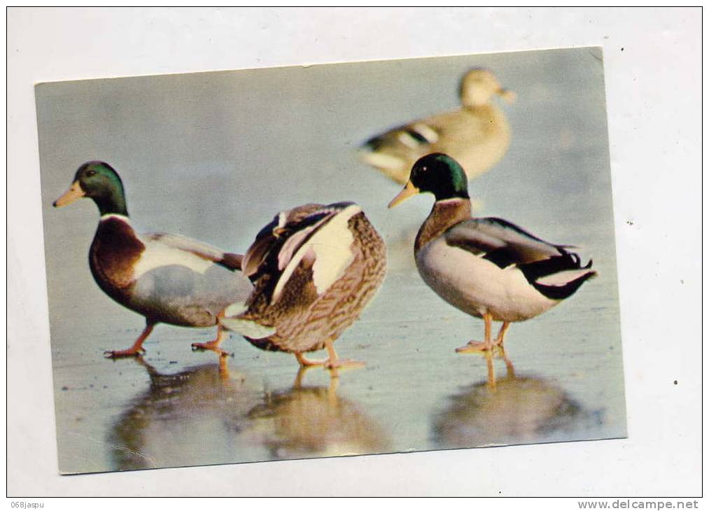 Carte Canard Colvert Flamme Muette Hegenheim - Vogels