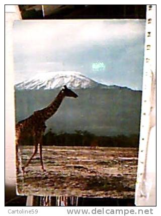 GIRAFFA  KENYA BELOW MOUNT KILIMANJARO V1966  ED12339 - Giraffe