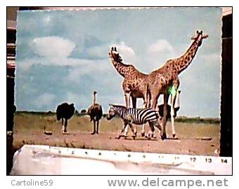 GIRAFFA  GIRAFFE E ZEBRE E STRUZZO  KENYA N1970  ED12345 - Giraffen