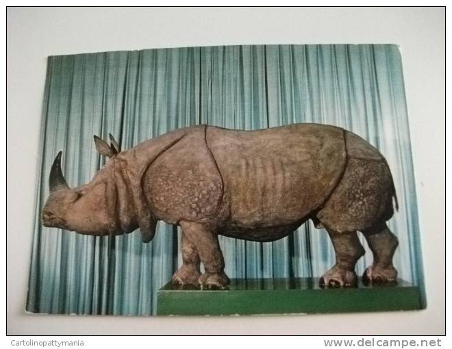 Museo Civico Di Storia Naturale Genova  Rinoceronte Indiano Rhinoceros Unicornis - Rhinozeros