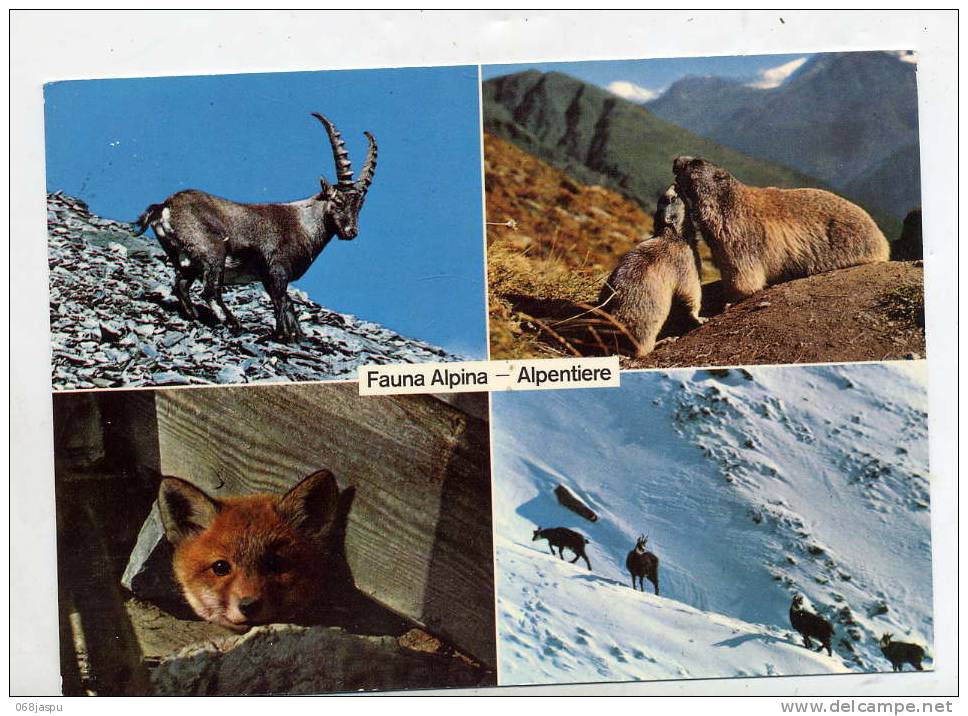 Carte Faune Alpine Chamois Marmotte Et - Autres & Non Classés