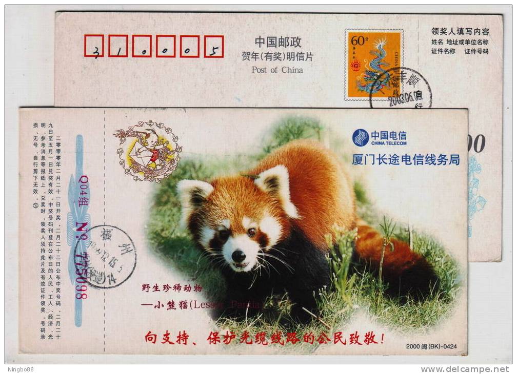 Lesser Panda,China 2000 Rare & Precious Animal Advertising Pre-stamped Card - Big Cats (cats Of Prey)