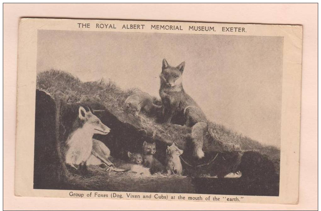 D52331 Vintage Postcard Group Of Foxes (Dog, Vixen, Cubs) At The Mouth Of The Earth, Royal Albert Memorial Museum.,Used - Other & Unclassified