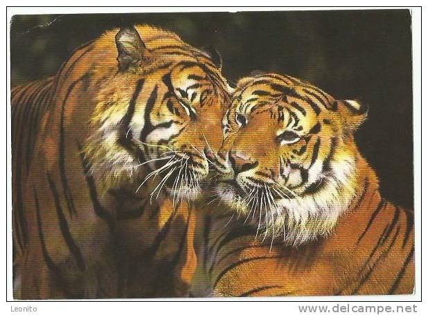 SUMATRA TIGER Tigre De Sumatra WWF - Tijgers