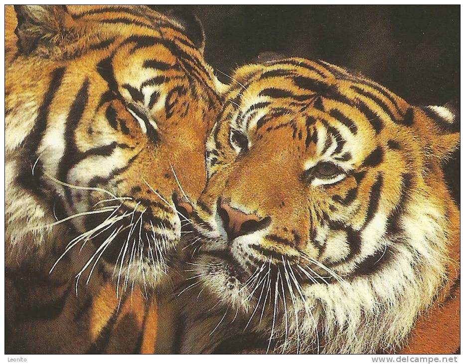 SUMATRA TIGER Tigre De Sumatra WWF - Tigres