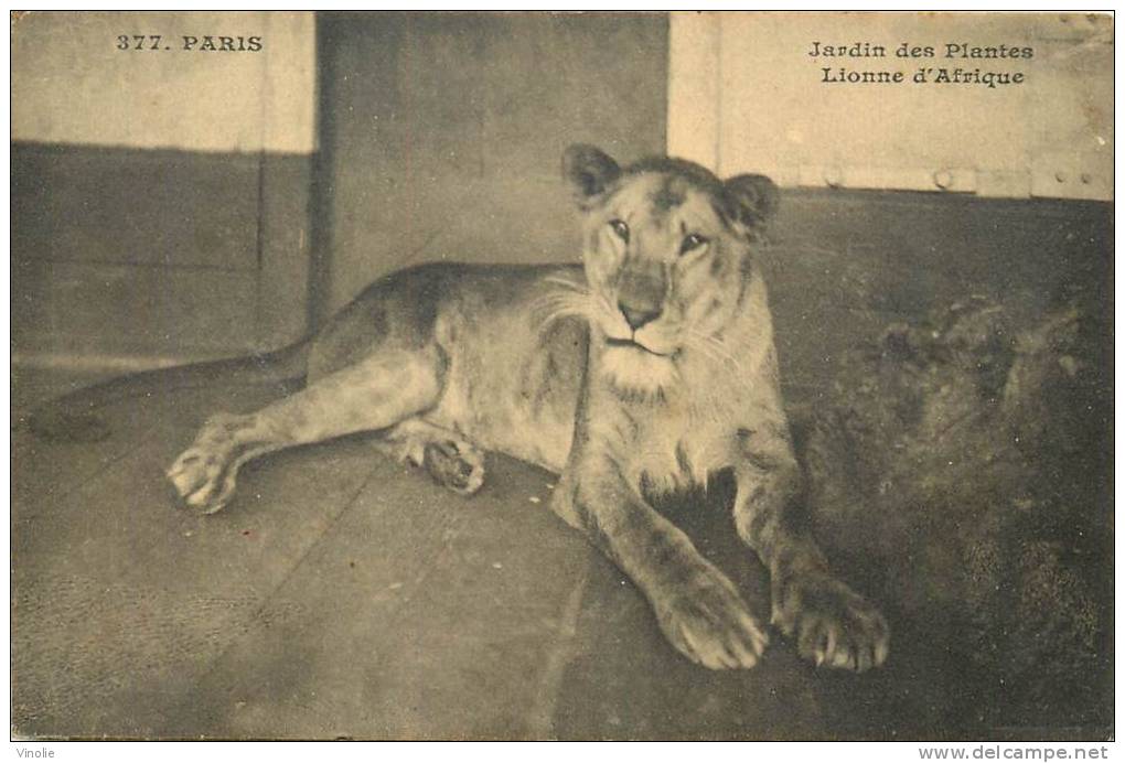 Réf : B -13-0861  : Lionne D'Afrique    Jardin Des Plantes - Lions