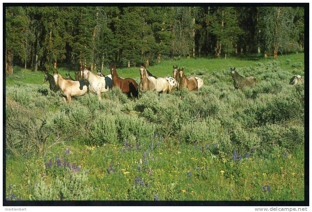 Horses In Meadows &amp; Forests, Montana USA - Big Sky BSM-378 Unused - Autres & Non Classés