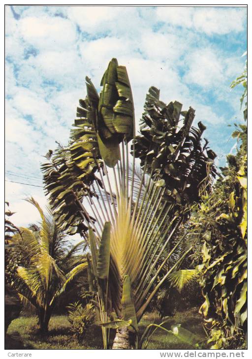 FRANCE,GUADELOUPE,GWADLOUP,ANTILLES,outre Mer Français,les Amériques,printemps,fleur Tropicale,bananier,arbre Voyageur - Saint Barthelemy