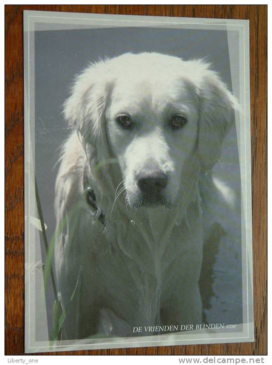 DE VRIENDEN DER BLINDEN VZW ( Alléén Voor Verzamelaars / Niet Verkoopbaar / Foto HOND Anno 2008 ( Zie Foto Details ) !! - Missionen