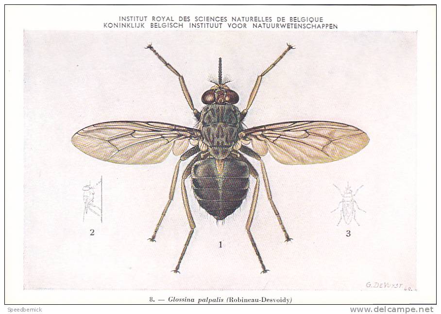 21771 Musée Royal Histoire Naturelle Belgique -N°8 Dessin De Vuyst 49- Glossina Palpalis Mouche - Insects