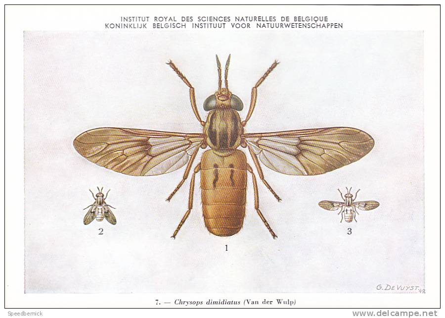 21772 Musée Royal Histoire Naturelle Belgique -N°7 Dessin De Vuyst 49- Chrysops Dimidiatus Mouche - Insects