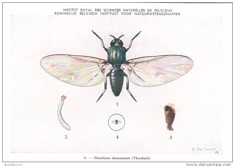 21774 Musée Royal Histoire Naturelle Belgique -N°6 Dessin De Vuyst 49- Simulium Damnosum Mouche - Insects