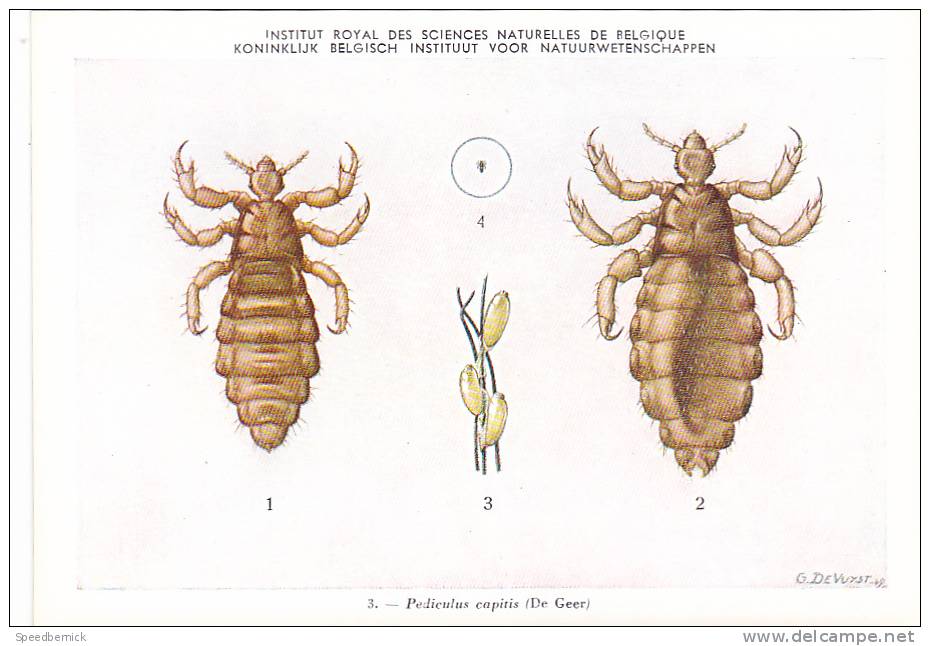 21776 Musée Royal Histoire Naturelle Belgique -N°3 Dessin De Vuyst 49- Pediculus Capitis Pou - Insectes