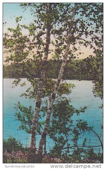 Minnesota Itasca State Park Woodland Scene Albertype - Other & Unclassified
