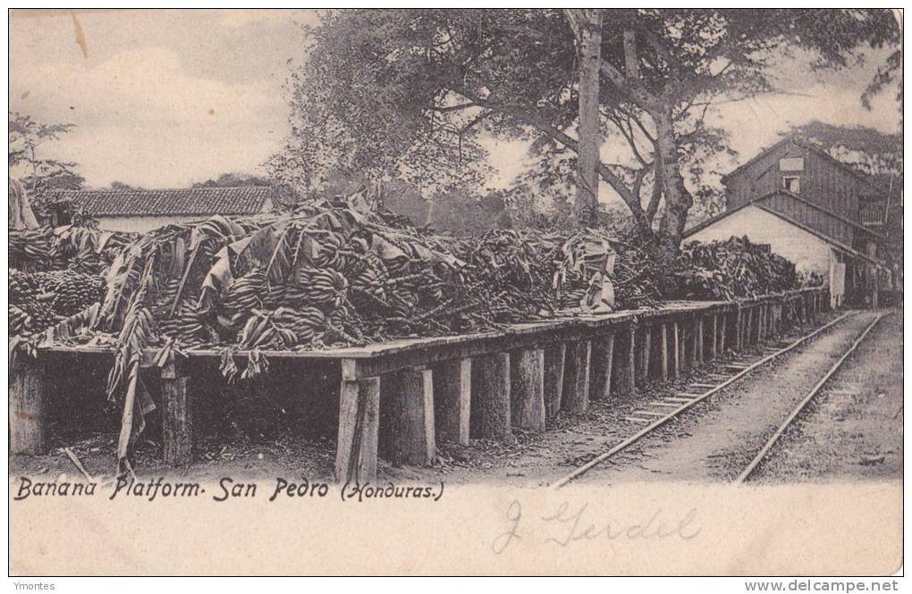 Postcard Banana Platform, San Pedro Sula 1900-1910( Postally Not Used) - Honduras