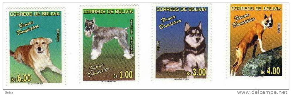 Bolivia / Animals / Dogs - Bolivia