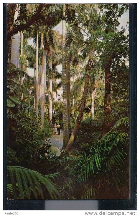 Sarasota - Jungle Gardens - Jungle Trail And Royal Palms - Florida - Sarasota