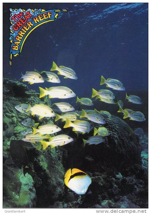 School Of Reef Fish, Great Barrier Reef, Queensland - Peer PCO 467 Unused - Great Barrier Reef