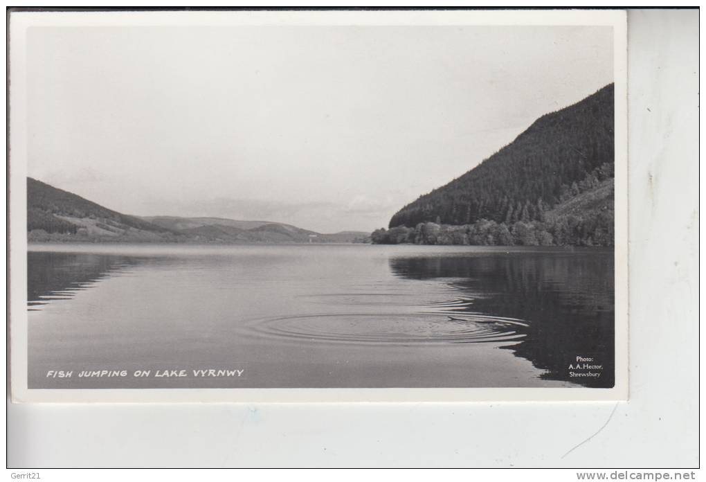 UK - WALES - MONTGOMERYSHIRE - Lake Vyrnwy, Fish Jumping - Montgomeryshire