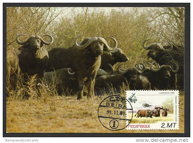 Mozambique Buffle Carte Maximum 1981 Buffalo Maxicard Moçambique - Game