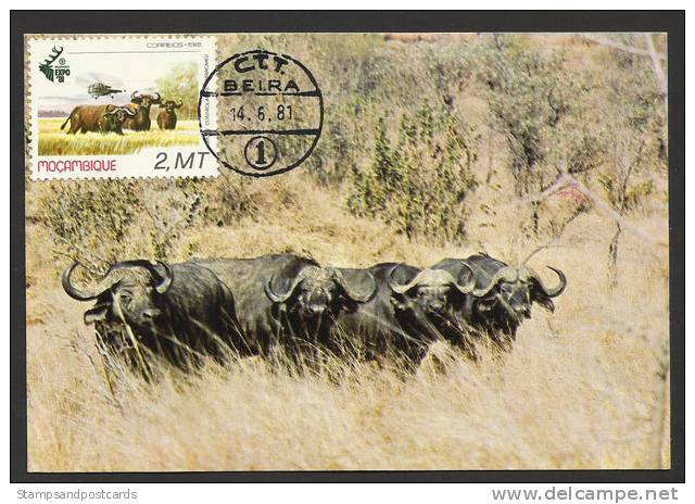 Mozambique Buffle Carte Maximum 1981 Buffalo Maxicard Moçambique - Gibier