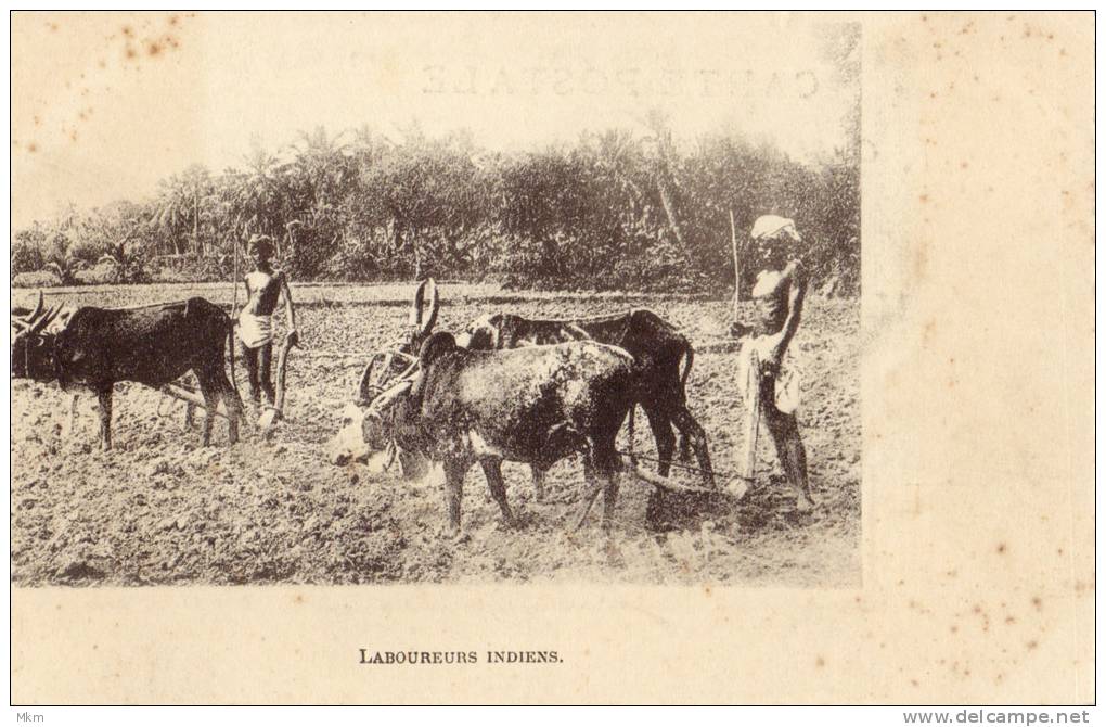 Laboureurs Indiens - India