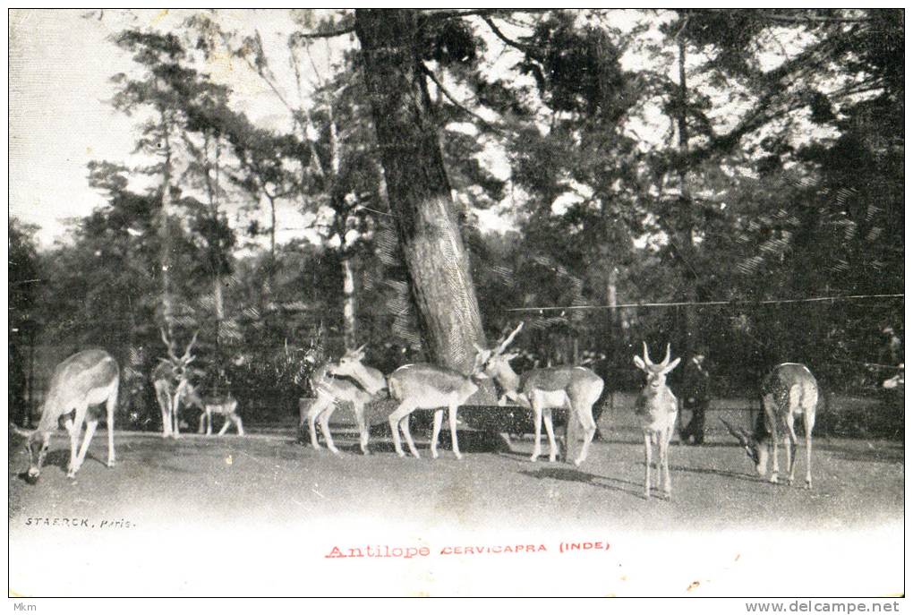 Antilope Cervicapra - India