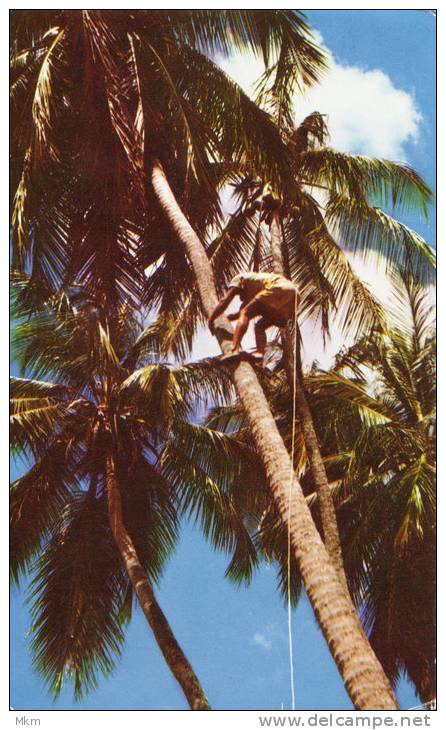 Climbing The Tree - Trinidad