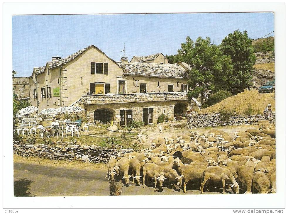 CSM : 48 - Lozère : Nivoliers - Auberge " Le Chanet" -  Le Causse Méjean  : Bâtiments Typiques , Touristes , Moutons . - Autres & Non Classés